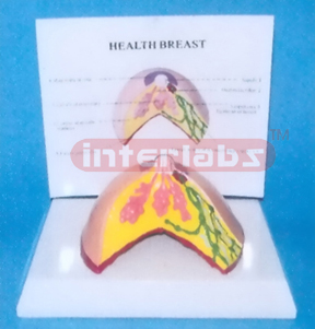 ANATOMY OF THE HEALTH BREAST FOR USA 108CM MUSCLE TORSO W/PLASTIC BASE